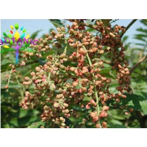 Gallnut. Gallnut. Cough, dysentery, diarrhea, sweating night sweats magic effect