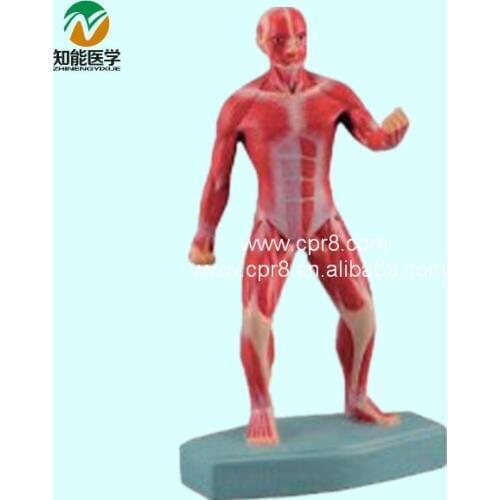 BIX-A1032 Human Superficial Motion Muscles Mode G121l