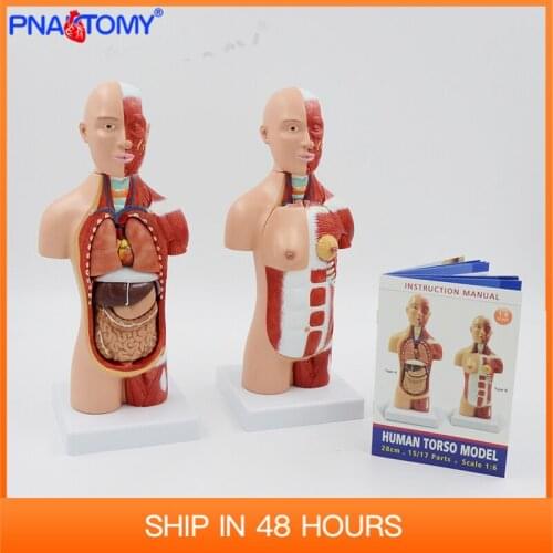 Human Torso Body Model With Muscles Anatomy Anatomical Medical Internal Organs For Teaching Drop shipping Educaitonal Gift
