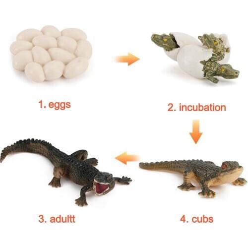 Life Cycle Alligator Figures Child Education Toys Teaching Aids Themed Party