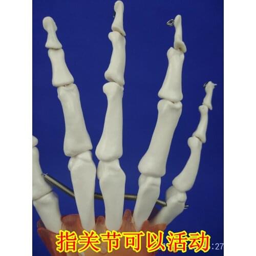 Life Size PVC Human joint knuckle model hand joint model human body wrist joints model human pvcskeleton models