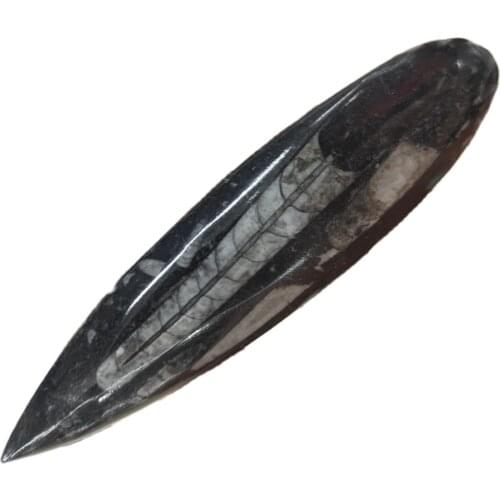 Natural Polished Right Angle Stone Fossil Specimen Ocean Animal Madagascar Original Mineral