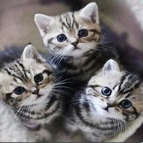 3D DIY Diamond Embroidery Three Lovely Cats Needlework DIY Diamond Painting Cross Stitch Sewing Knitting Needles