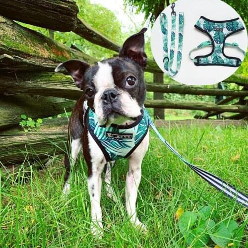 Summer Cute cartoon Pet backpack harness adjustable saddlebag with leash for dog walking training outside