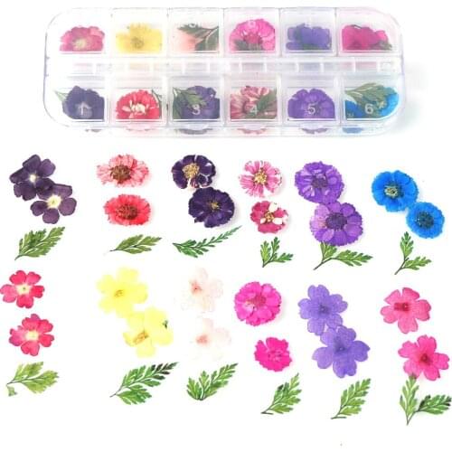 1 Box Real Dried Daisy Flowers Dry Plants For Epoxy Resin Pendant Necklace Jewelry Making Craft DIY Nail Art Decorative Flowers