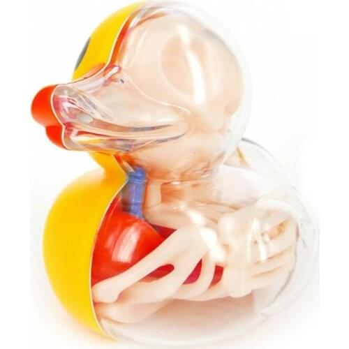 4D Master Perspective bone model of duckling Assembly of duckling animal model Artist Series