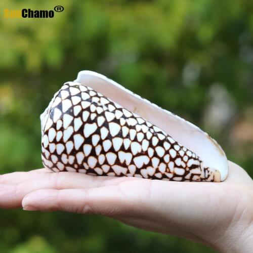 Aquarium Scenery Natural Conch Coconut Corn Noble Chicken Coiled Mediterranean Ornaments Micro-landscape Decoration Sunchamo