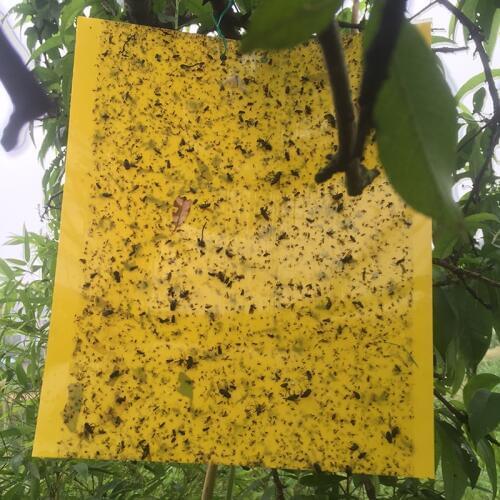 BITWUS Insect Traps