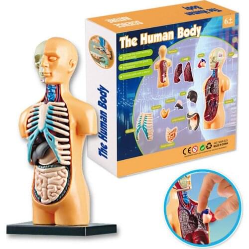 Human Torso Body Model With 11 Removable Parts Anatomy Anatomical Medical Internal Organs For Teaching Props Dropshipping