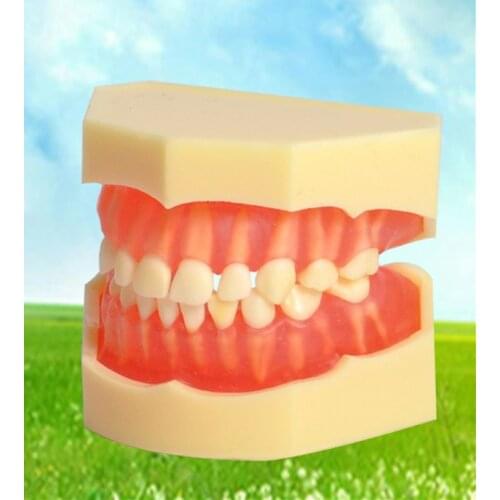 Dental Study Model Children Kids Primary 24Pc Removable Teeth Student Demonstrate Realistic