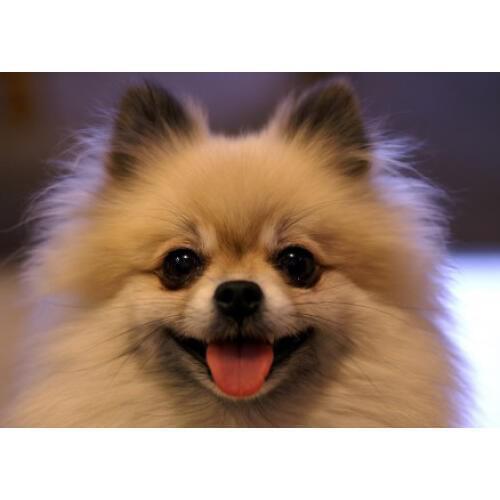 5D Diy Square Full Diamond Painting Cross Stitch Household Decoration Dog Full Round Diamond Mosaic Embroidery Painting