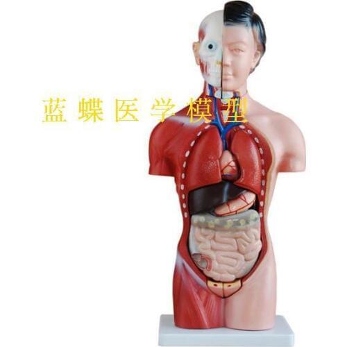 15parts 42CM Human Famale Torso Heart Brain Trachea Esophagus Aorta Diaphragm Lung Internal Organs Anatomical Model