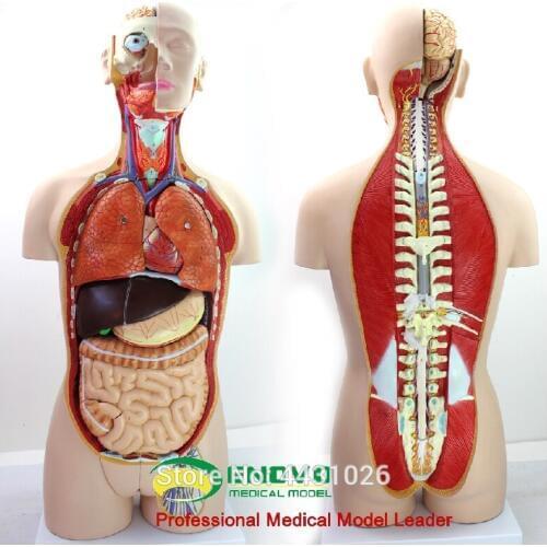 ENOVO Anatomical model of anatomical model of anatomy of human organ system in 85CM