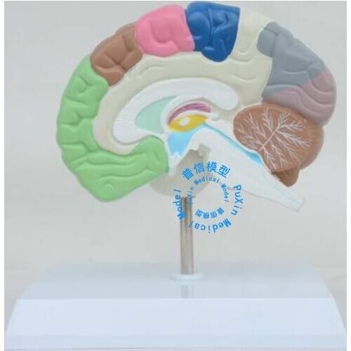 Free shipping&The brain model of the human right brain function model of human brain medical ,color brain model