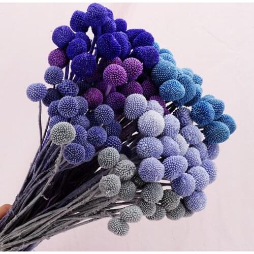 Real Nature Plants 20pcs Preserved Fresh Flower Dried Floral Large Billy Ball Bouquet Decorative Home Decor Chrismas Dekoration