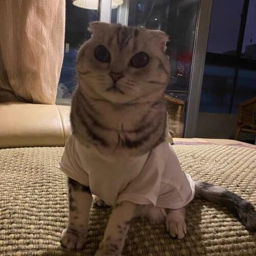 Spring Summer Pet Dog Vest Clothes T-shirt Puppy Coat Jacket Sweater For Small Medium Dogs Corgi Pug Schnauzer GYC01