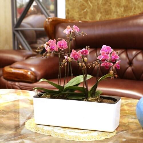 Self Watering Planter Flower Pot with Water Level Indicator - Rectangular