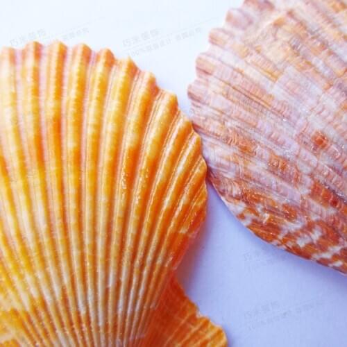 Seashell Decor Decoration Starfish Coastal Marine Maritime Mediterranean Coral Style Beach Natural Home Bead for Jewelry
