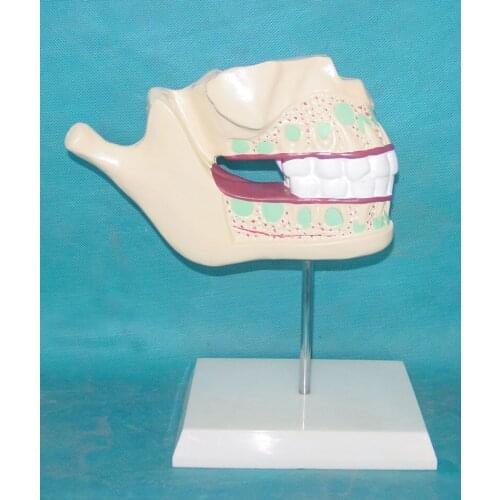 Human Tooth Teeth Anatomical Model Anatomical Anatomy Tooth Teeth Model Dental Lab Dentist Equipment Medical Teaching Model