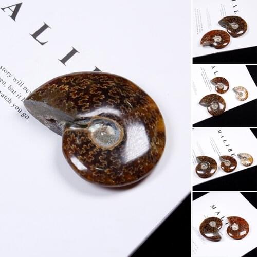 Natural Mini Cute Fashion Iridescent Ammonite Ammolite Facet Specimen Fossil Madagascar Stone Collectibles