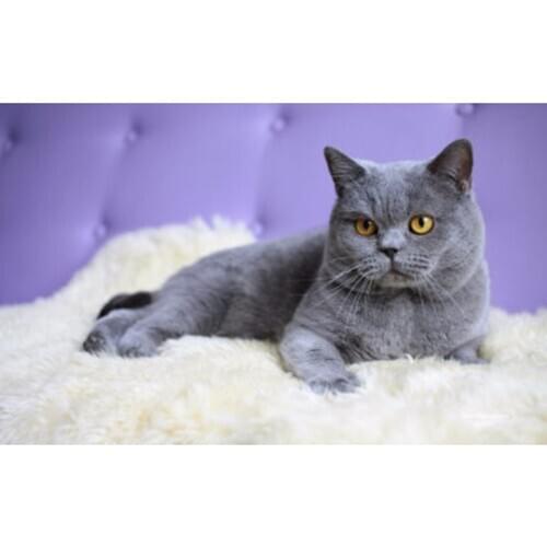 Wall Modular Artwork Picture Home Decoration Living Room 1 Panel Animal Cat Canvas Art Prints Poster Modern Oil Paintings