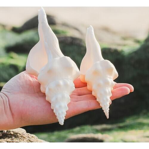 Natural white long snail dextro snail shell conch specimen law snail for Buddha fish tank landscaping Mediterranean ornament dec