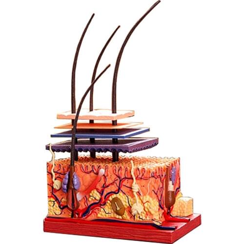 4D Skin and hair Intelligence Assembling Toy HumanOrgan Anatomy Model Medical Teaching DIY Popular Science Appliances