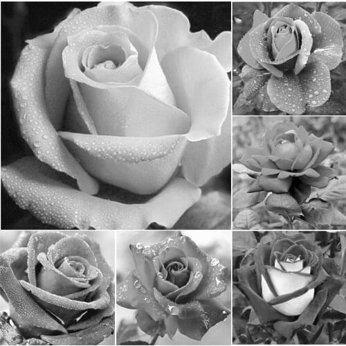 Diamond Art Painting Grey Rose DIY 5D Full Drill Square/Round Mosaic Handmade Embroidery Tools Kit Home Decor Cross Stitch Mural