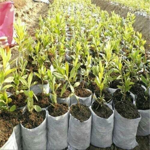Different Sizes Biodegradable Non-woven Nursery Bags Plant Grow Bags Fabric Seedling Pots Eco-Friendly Aeration Planting Bags