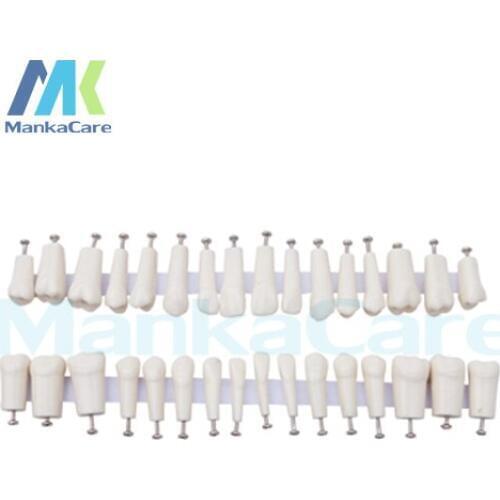 Permanent Teeth With Straight Roots/Anatomy crown,straight roots/(28pcs/set or 32pcs/set) Oral Teeth Tooth Model manka care
