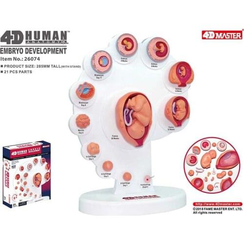 Human fetal growth organs anatomy 4D master puzzle assembly toys Medical models