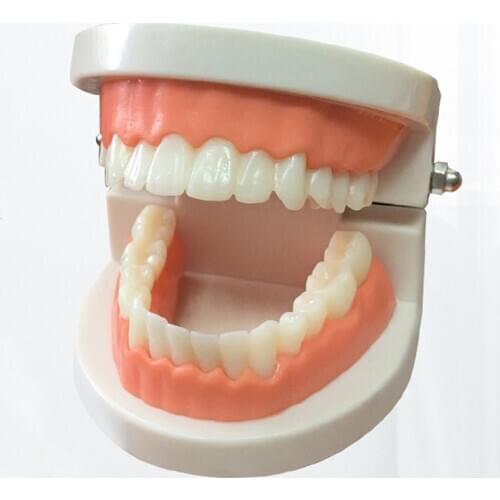 Dental Prosthesis Teeth Model Demonstration Denture Teaching Module Dentist Simulator Technician Tools BIX-HS-A5