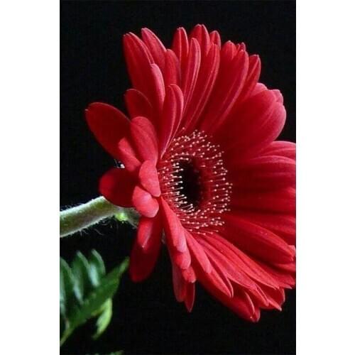 Red flower DIY Diamond Painting beautiful floral Diamond Embroidery floral Cross Stitch Rhinestone Mosaic Painting