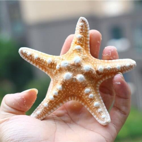 Natural steamed buns and starfish specimens home furnishings shooting props conch shell bay window decoration gift coral