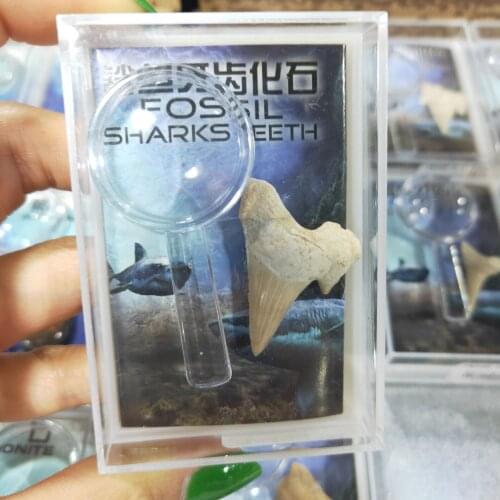 Shark tooth Fossil Specimen collection with simple magnifying glass view Decoration Marine Science Teaching Materials
