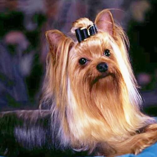 Dog Bow Animal Embroidery Cross Stitch Kit Needlework Craft Set Cotton Thread Canvas Printed Home Decor Christmas Gift On Sale