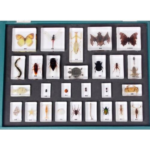Butterfly specimens Kindergarten primary school Discovery Room Biology teaching aids Animal plants Resin-embedded specimens