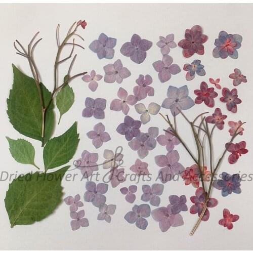 1 Set Pink Pressed Dried Hydrangea Macrophylla Flowers Plants Herbarium For Jewelry Phone Case Bookmark Candle Lampshade Making