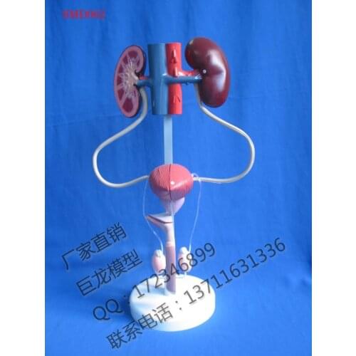 Human body model the male urogenital system anatomical model human body Mannequin male