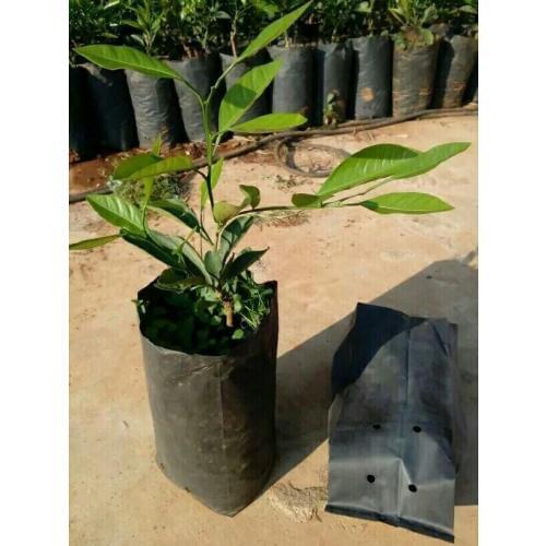 20X30CM diameter 12cm high 25cm Black thickening Nursery bag lemon Fruit seeds citrus
