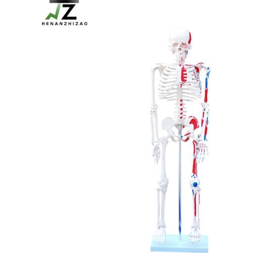 85cm Human Anatomical Skeleton Models with Painted Muscles