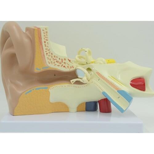 Human Ear Anatomical Model 3 Times Enlarged 3 Parts Inner Ear Cochlea Tectorial Membrane Model Educational Equipment
