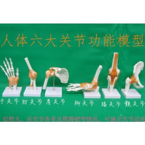 The human body the joints the six function model Knee joint shoulder elbow hip joints foot joint ligament model