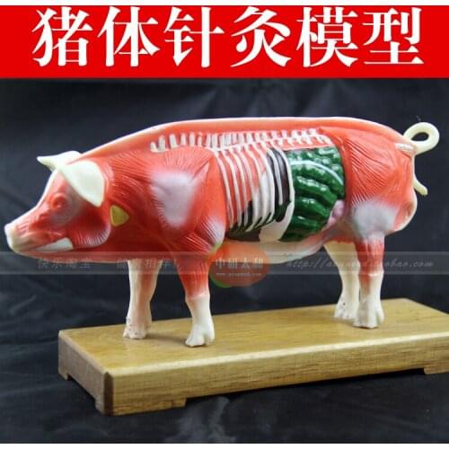 Pig acupuncture points model pig anatomy model animal model teaching practice training