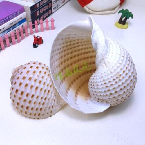 Conch Seashells Natural Shell Conch Beach Decorations for Home Wedding Acquarium Fish Tank Decor Accessory