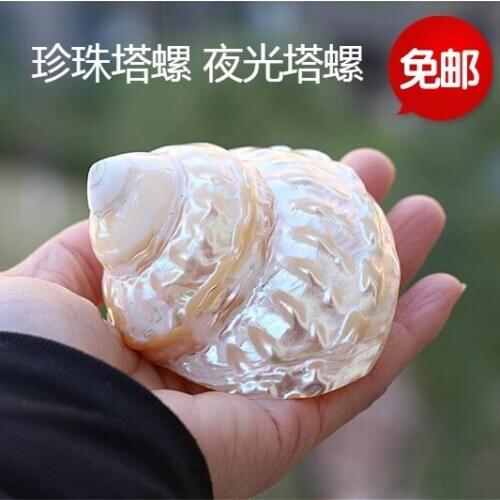 7-8CM Natural conch, starfish, fluorescent Pearl Tower, conch, luminous tower, specimen, collection, gift and dec