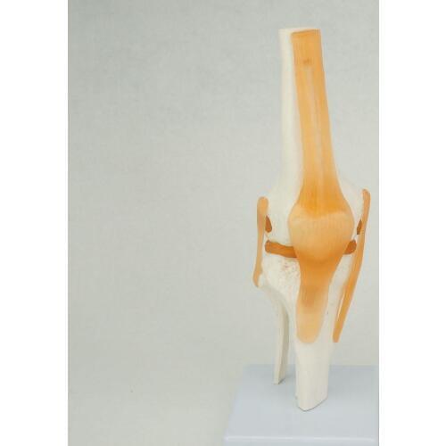 Life Size Knee Joint Anatomical Model Skeleton Human Medical Anatomy for Medical Science Teaching