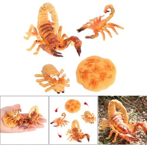 4 Stages Life Cycle of Scorpion Nature Insects Life Cycles Growth Model Game Prop Insect Animal Natural Toy