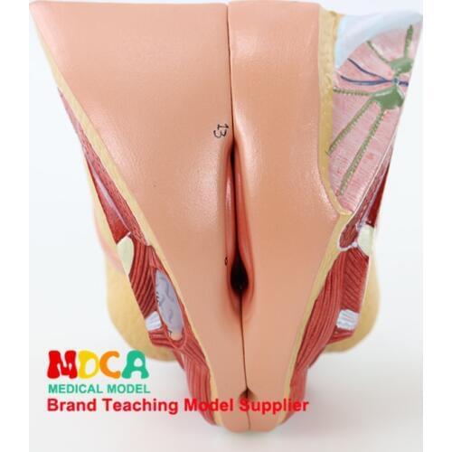 MSZXT007 Teaching of Family Planning Model Medicine for Female Genital Anatomy Model