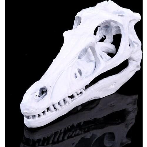 Moquerry Resin Dinosaur Skeleton Model Raptor Dinosaur Skull Collection crafts School Medical Science Study Supplies Halloween